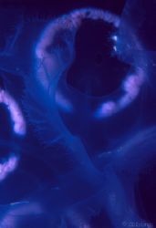Black Hole - This macro shot of a Moon Jellyfish looks li... by Pauline Jacobson 